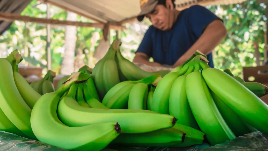 Imagen del artículo Piura: fábrica piloto de bioinsumos beneficia a 14 productores de banano orgánico